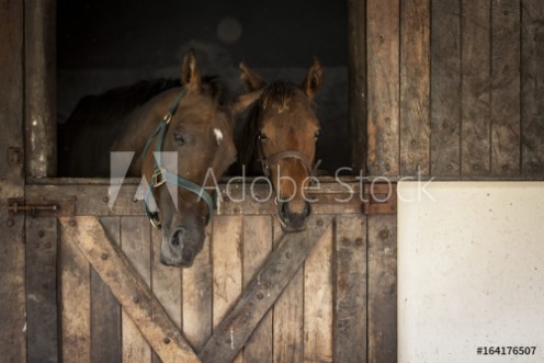 Picture of Horses in a stable looking out